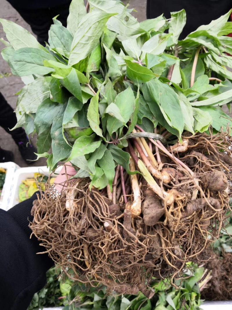 供应各种规格的重楼，各种品种都有诚信经营