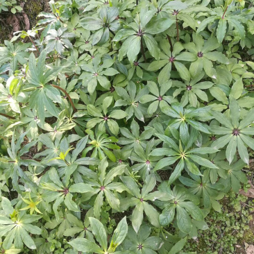 供应各种规格的重楼，各种品种都有诚信经营