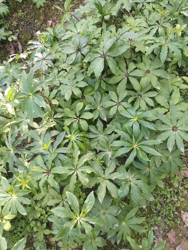 供应各种规格的重楼，各种品种都有诚信经营