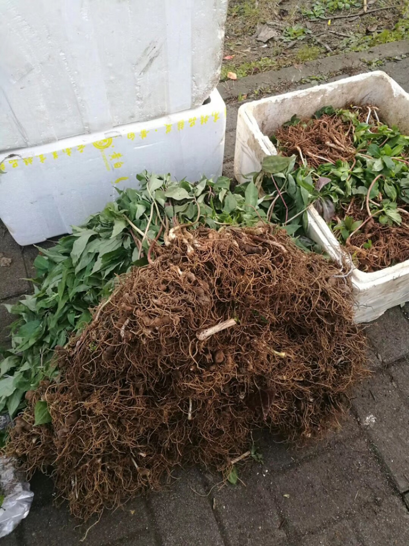 供应各种规格的重楼，各种品种都有诚信经营