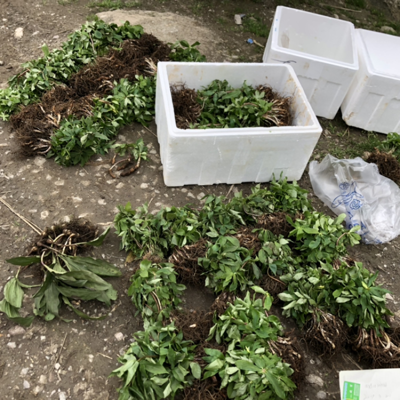 供应各种规格的重楼，各种品种都有诚信经营