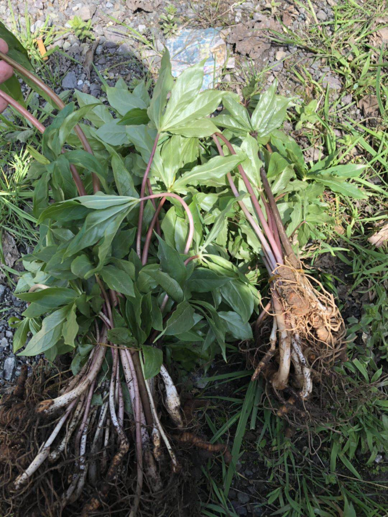供应各种规格的重楼，各种品种都有诚信经营