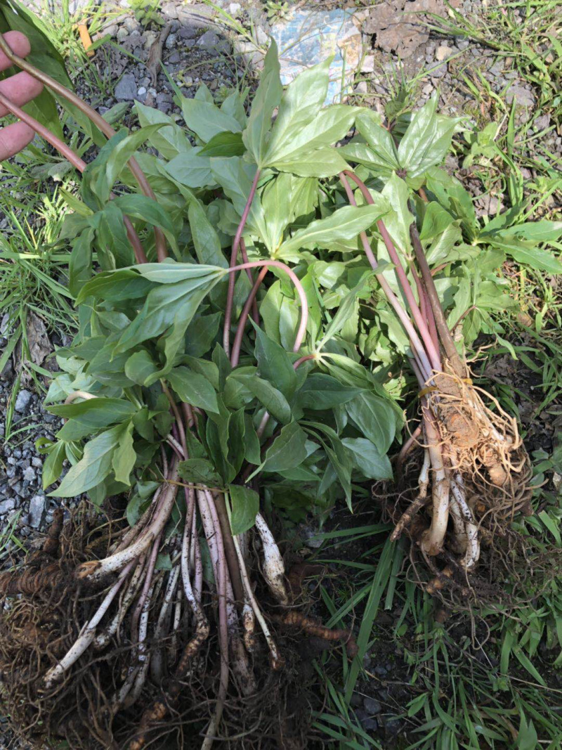 供应各种规格的重楼，各种品种都有诚信经营