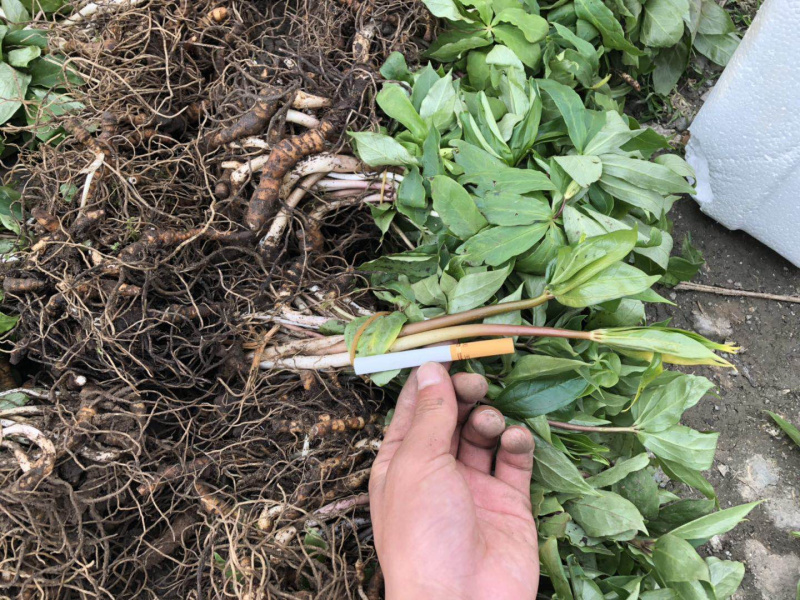供应各种规格的重楼，各种品种都有诚信经营