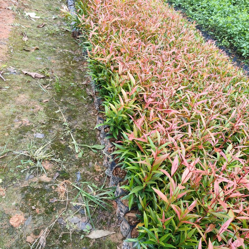 假槟榔苗四季常青棕榈类观赏树种园林绿化景观绿植