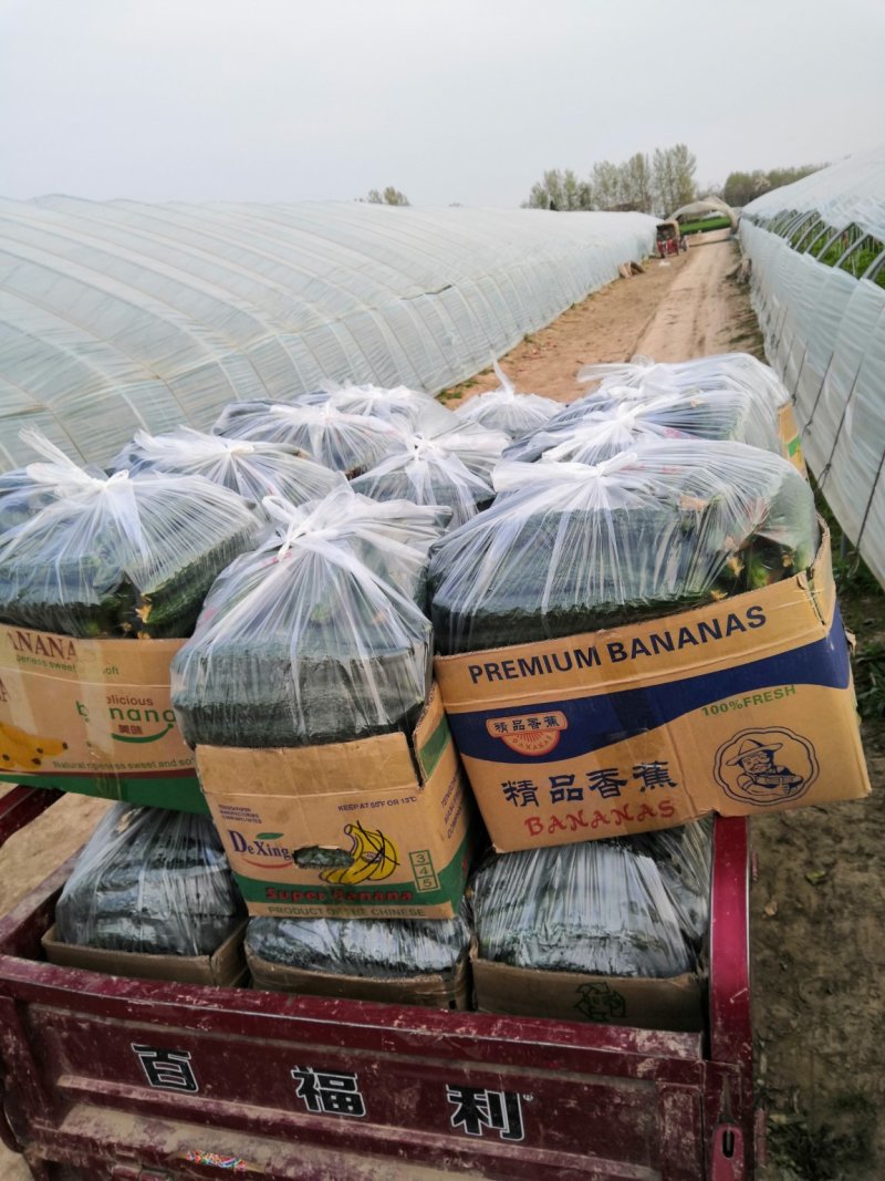 河南鹿邑精品刺瓜25~30公分干花带刺
