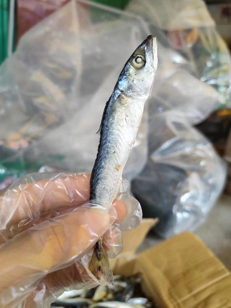 巴浪鱼干，今年新鱼花飞干