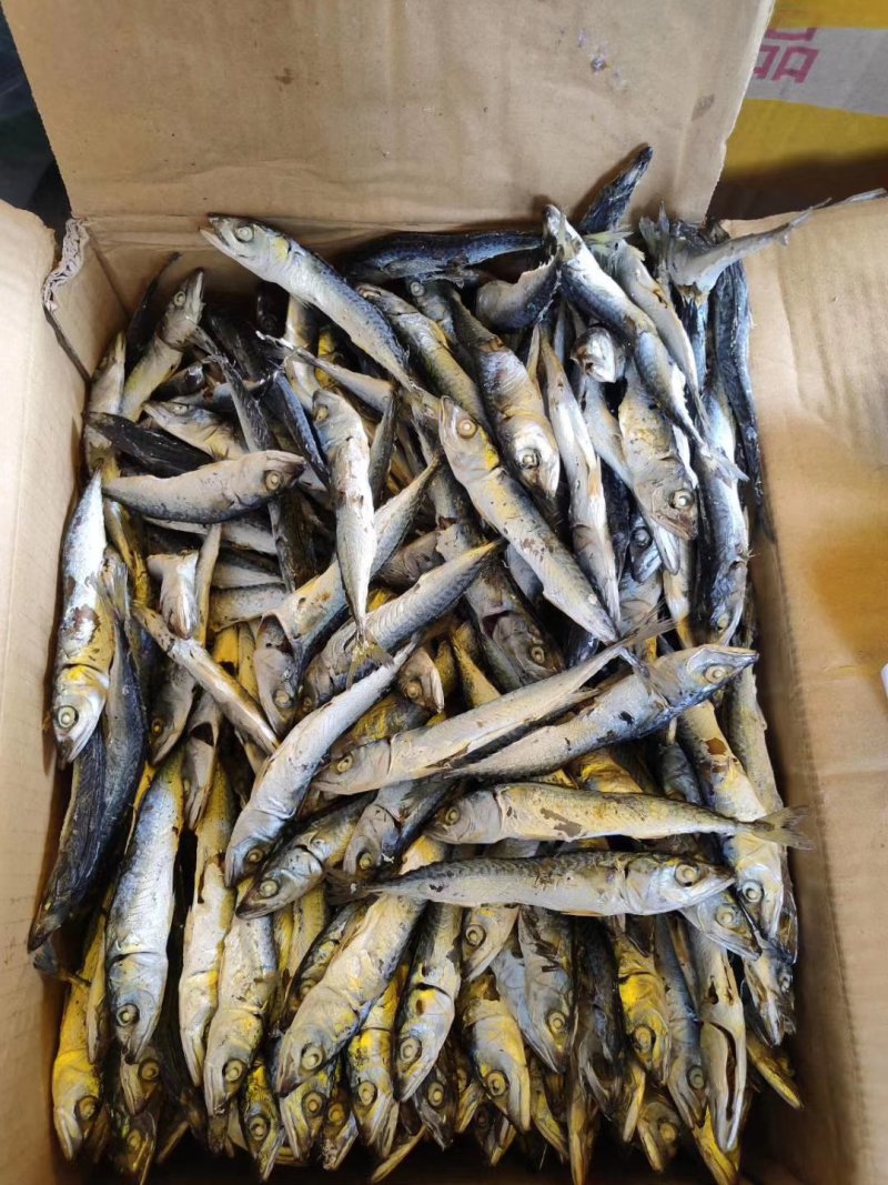 巴浪鱼干，今年新鱼花飞干