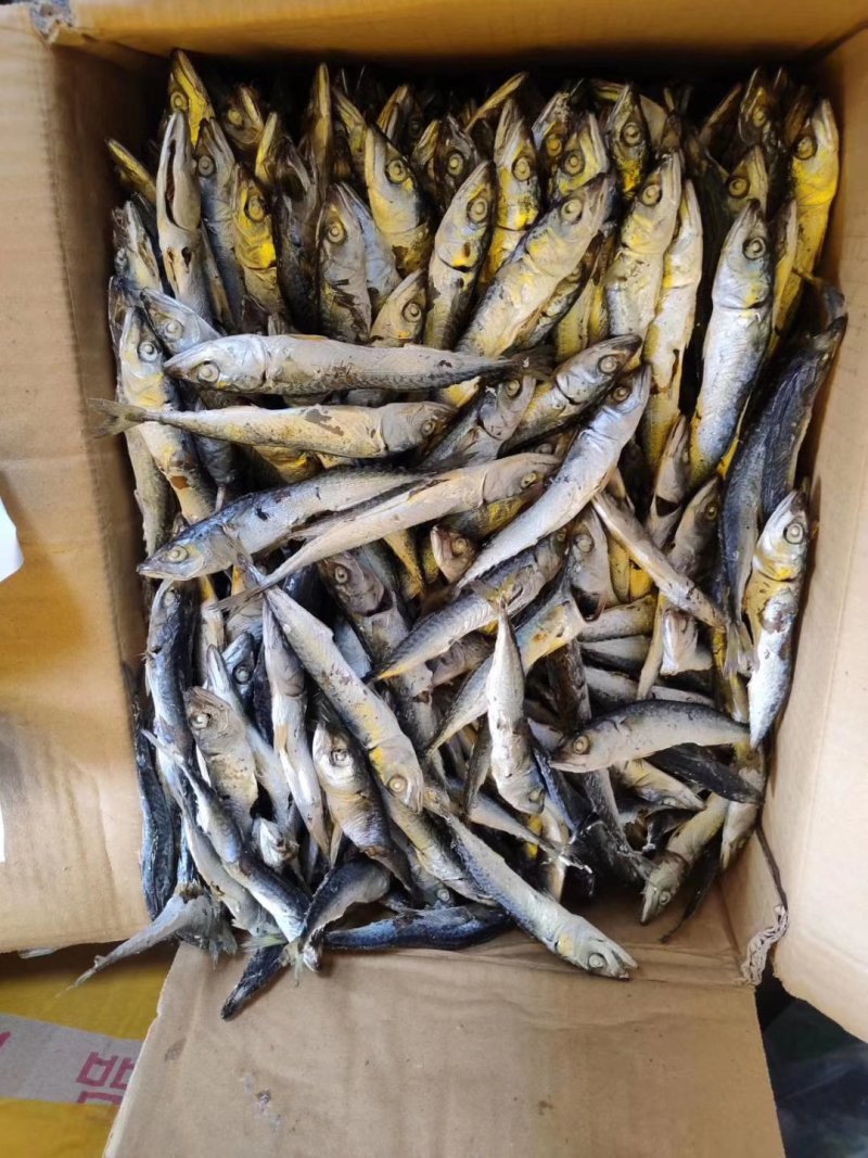 巴浪鱼干，今年新鱼花飞干