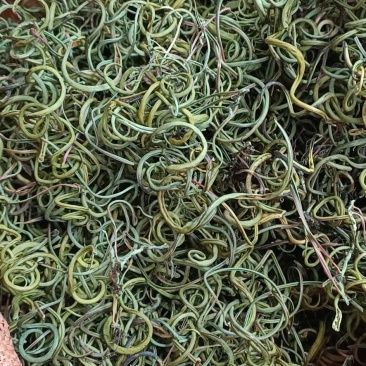 化石草新货肾精草野生净货颜色青产地直销两斤包邮