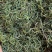 化石草新货肾精草野生净货颜色青产地直销两斤包邮