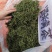 化石草新货肾精草野生净货颜色青产地直销两斤包邮