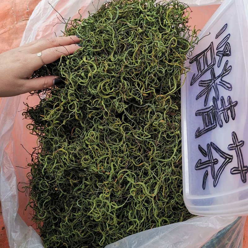 化石草新货肾精草野生净货颜色青产地直销两斤包邮