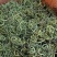 化石草新货肾精草野生净货颜色青产地直销两斤包邮