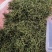 化石草新货肾精草野生净货颜色青产地直销两斤包邮