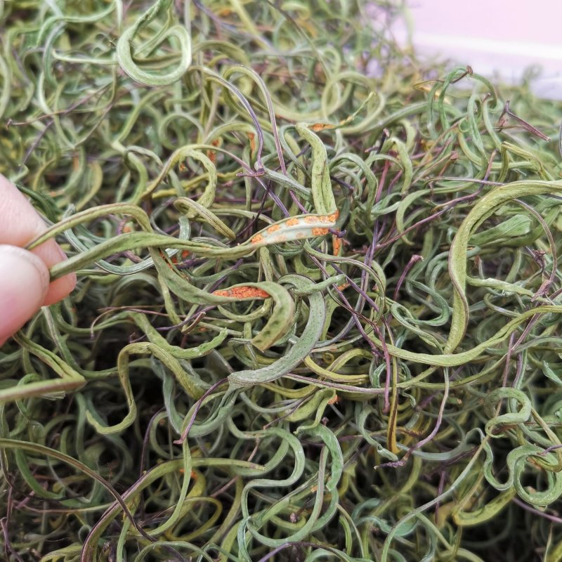 化石草新货肾精草野生净货颜色青产地直销两斤包邮