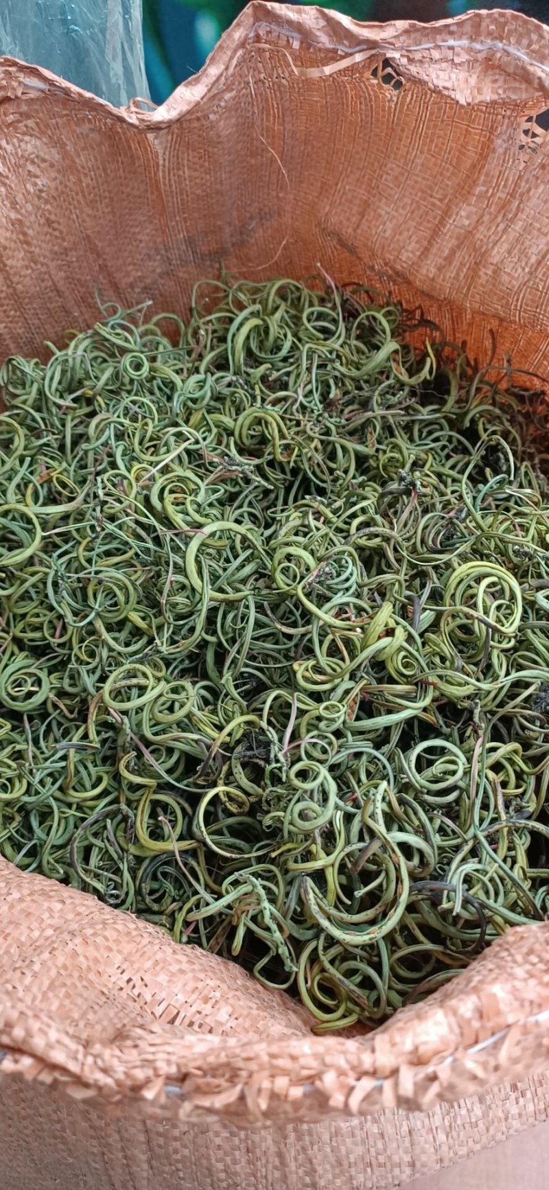 化石草新货肾精草野生净货颜色青产地直销两斤包邮