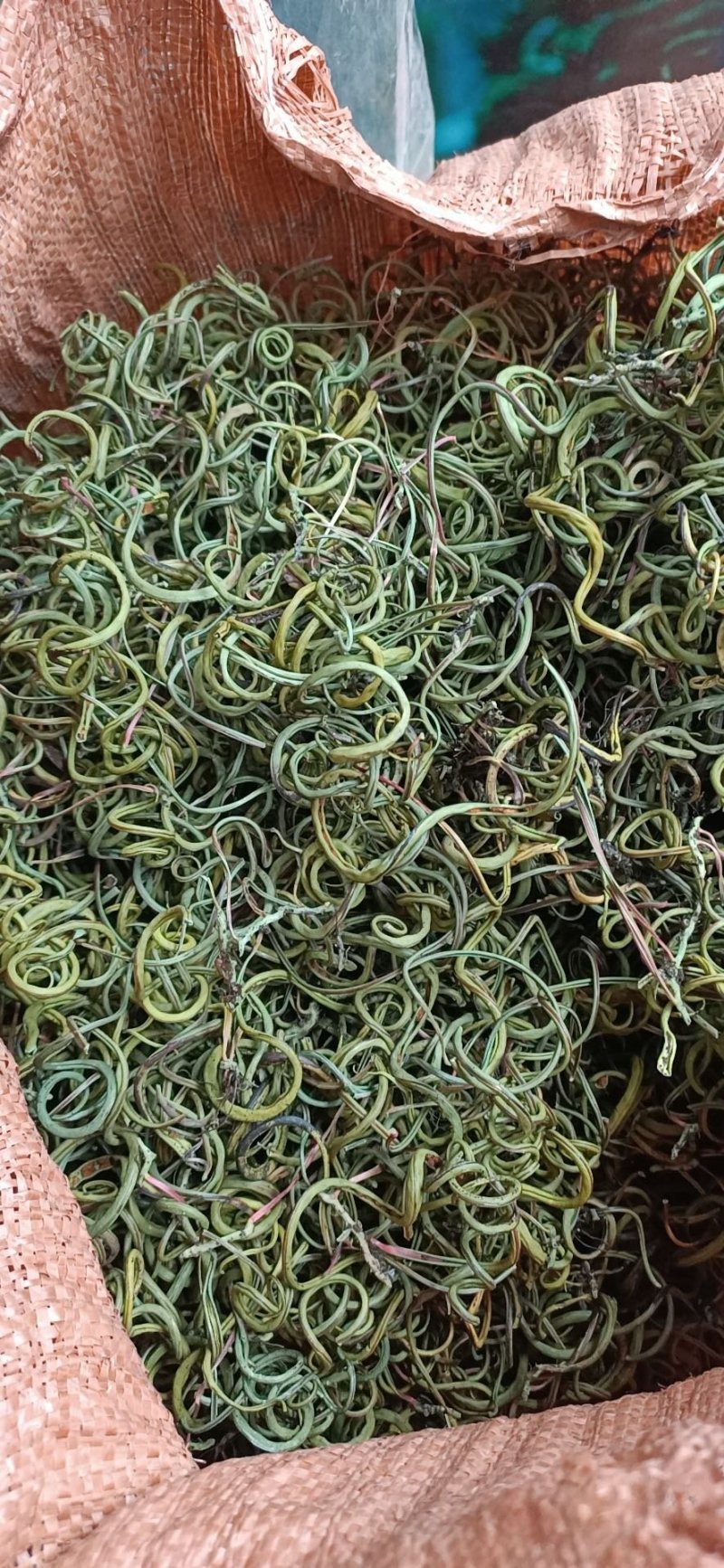 化石草新货肾精草野生净货颜色青产地直销两斤包邮