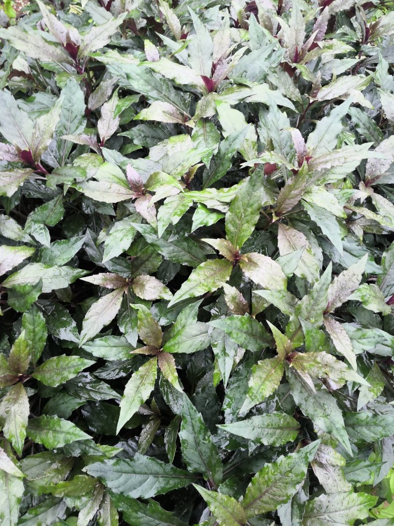 血皮菜