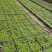 〔香樟〕枝叶繁茂长势旺盛【耐寒芳香】物流全国