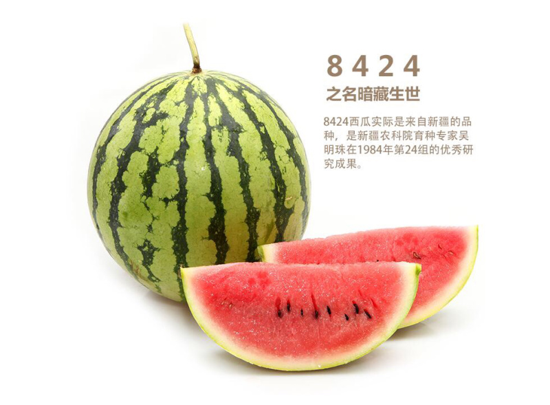 嫁接2k西瓜苗小礼品西瓜嫁接冰糖子西瓜苗礼品瓜
