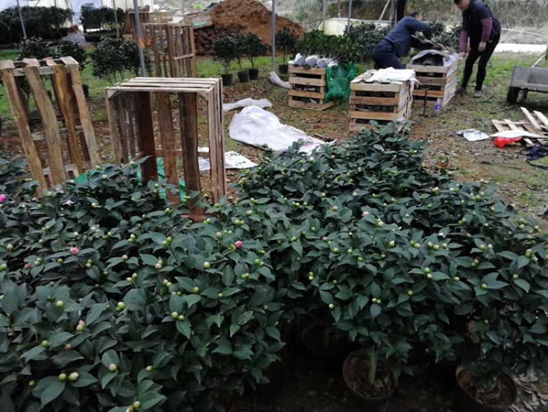 茶花苗四季茶花树苗五色赤单茶花赤单茶花苗
