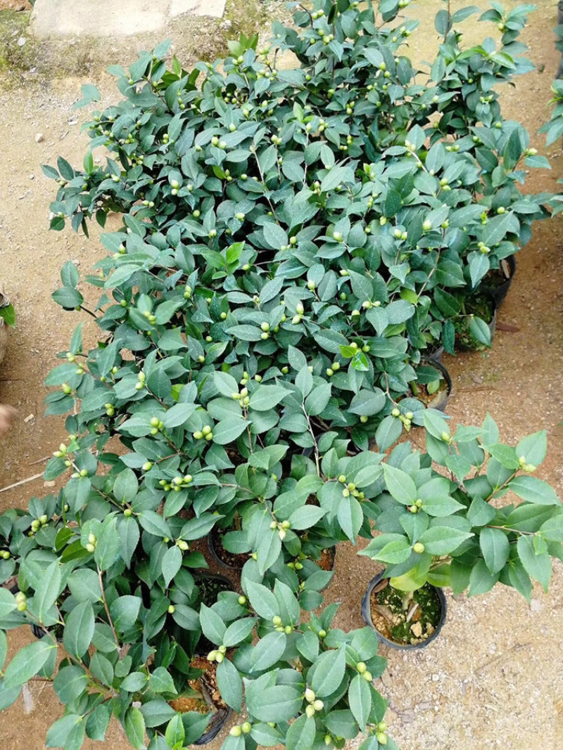 茶花苗四季茶花树苗五色赤单茶花赤单茶花苗