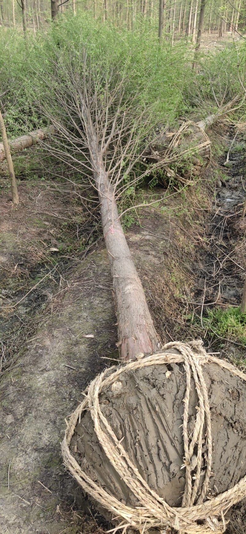 中山杉落羽杉池杉水杉（规格齐全基地直供）