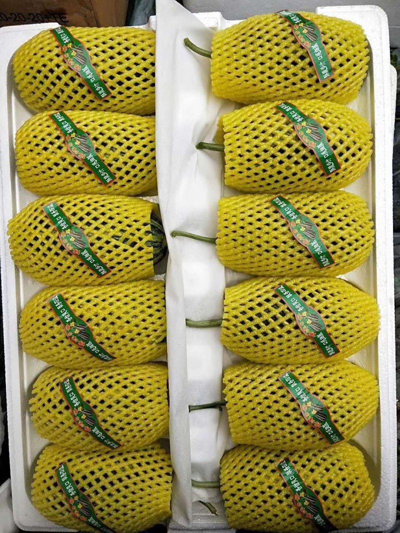 【博洋甜瓜】河北博洋九博洋91大量现货供应品种多样