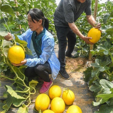 【牛商优选】九红瑞香瓜，基地种植大量供应视频看货