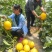 【牛商优选】九红瑞香瓜，基地种植大量供应视频看货