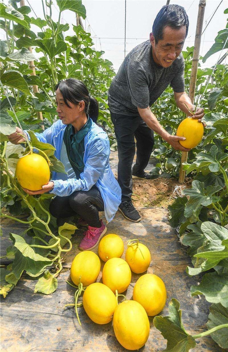 【牛商优选】九红瑞香瓜，基地种植大量供应视频看货