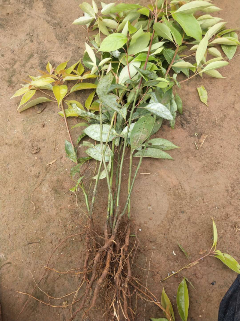 大量香樟苗出售，原产地发货。