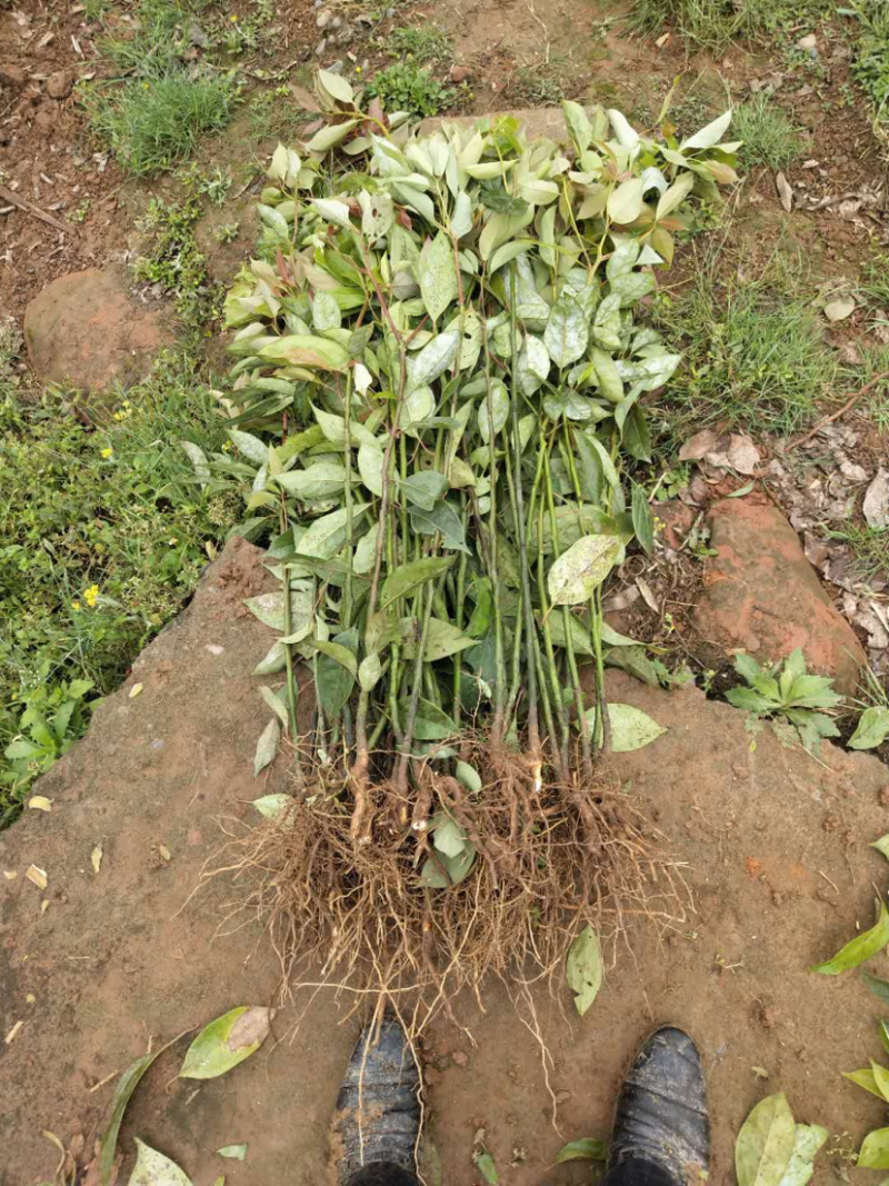 大量香樟苗出售，原产地发货。