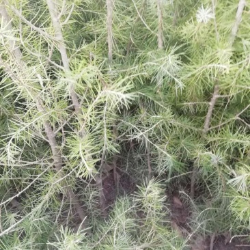 优质雪松袋苗。米径2分一3分一4分一5分一6分