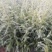 优质雪松袋苗。米径2分一3分一4分一5分一6分