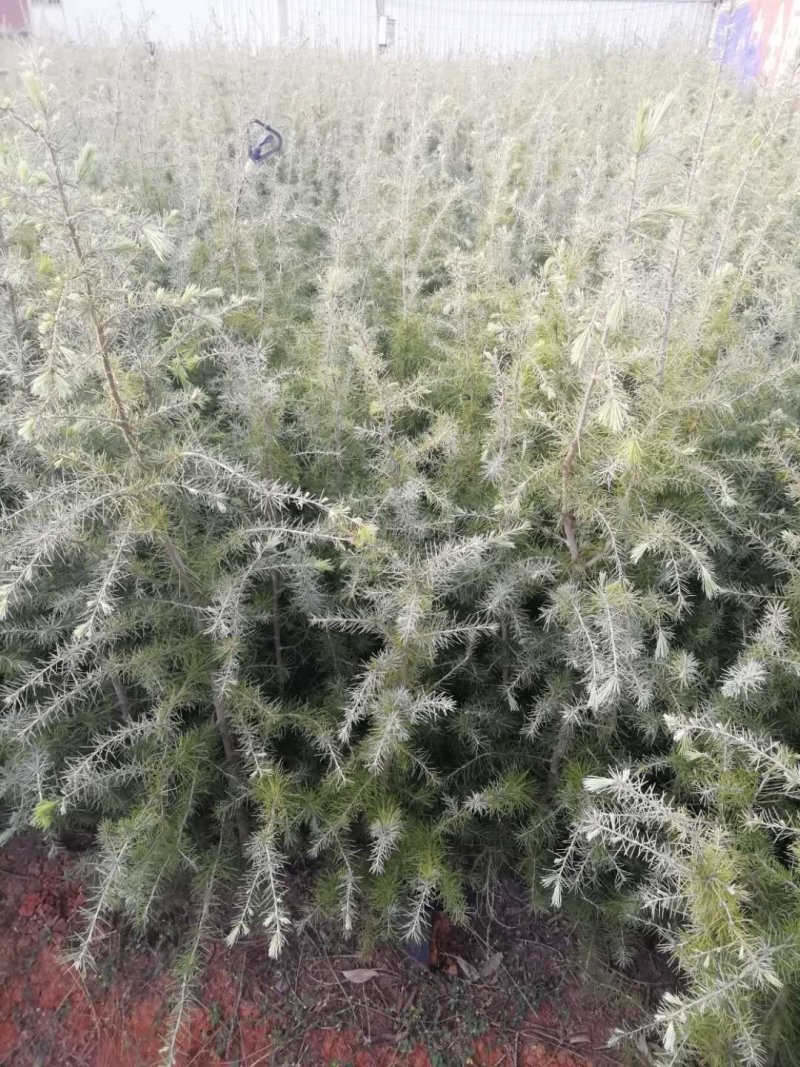 优质雪松袋苗。米径2分一3分一4分一5分一6分