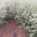 优质雪松袋苗。米径2分一3分一4分一5分一6分