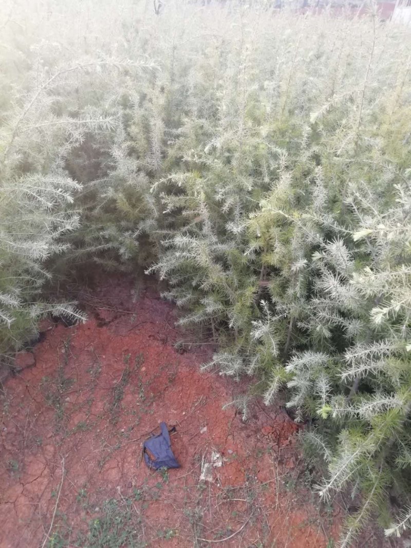 优质雪松袋苗。米径2分一3分一4分一5分一6分