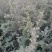 优质雪松袋苗。米径2分一3分一4分一5分一6分