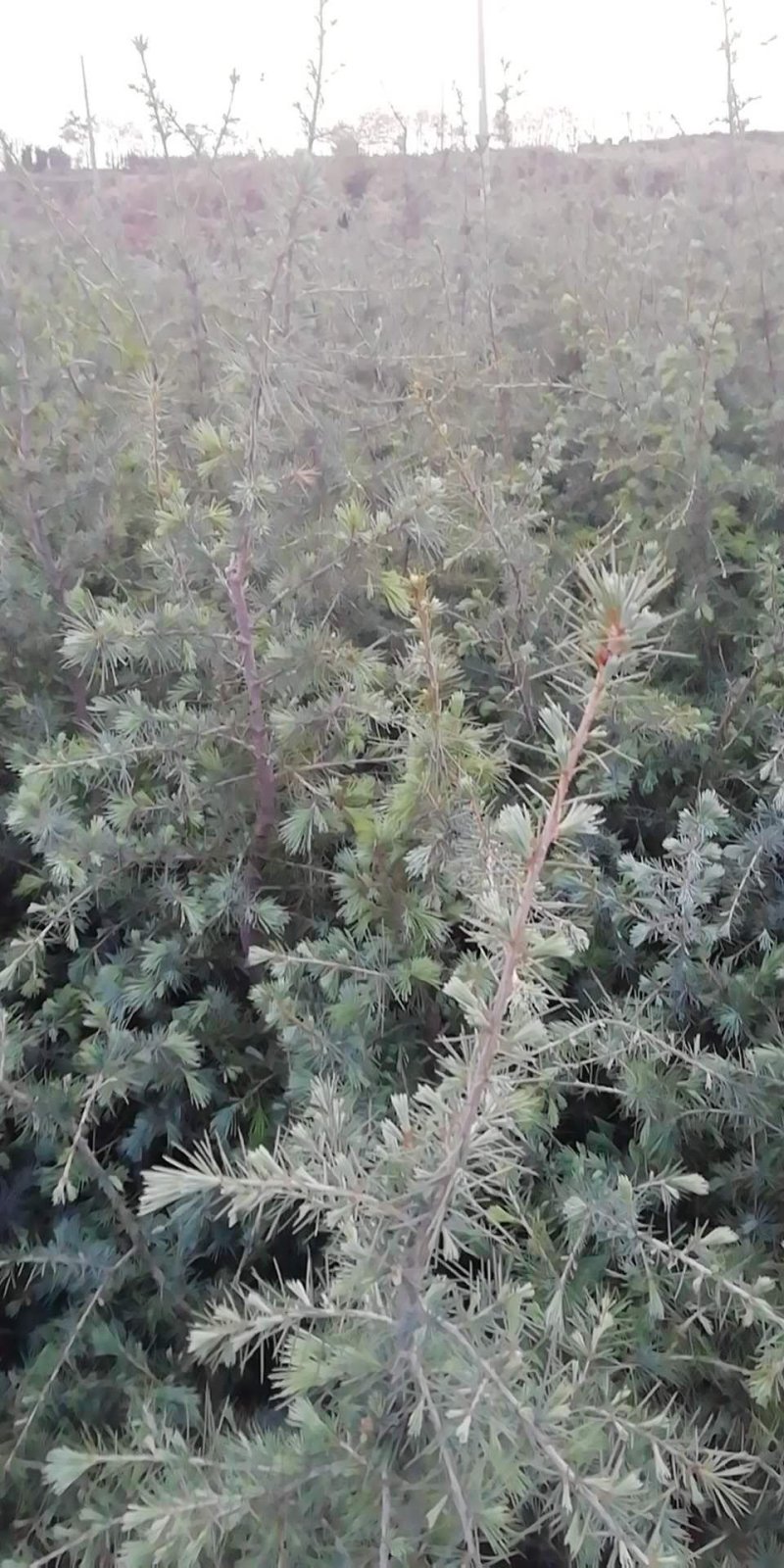 优质雪松袋苗。米径2分一3分一4分一5分一6分