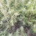优质雪松袋苗。米径2分一3分一4分一5分一6分