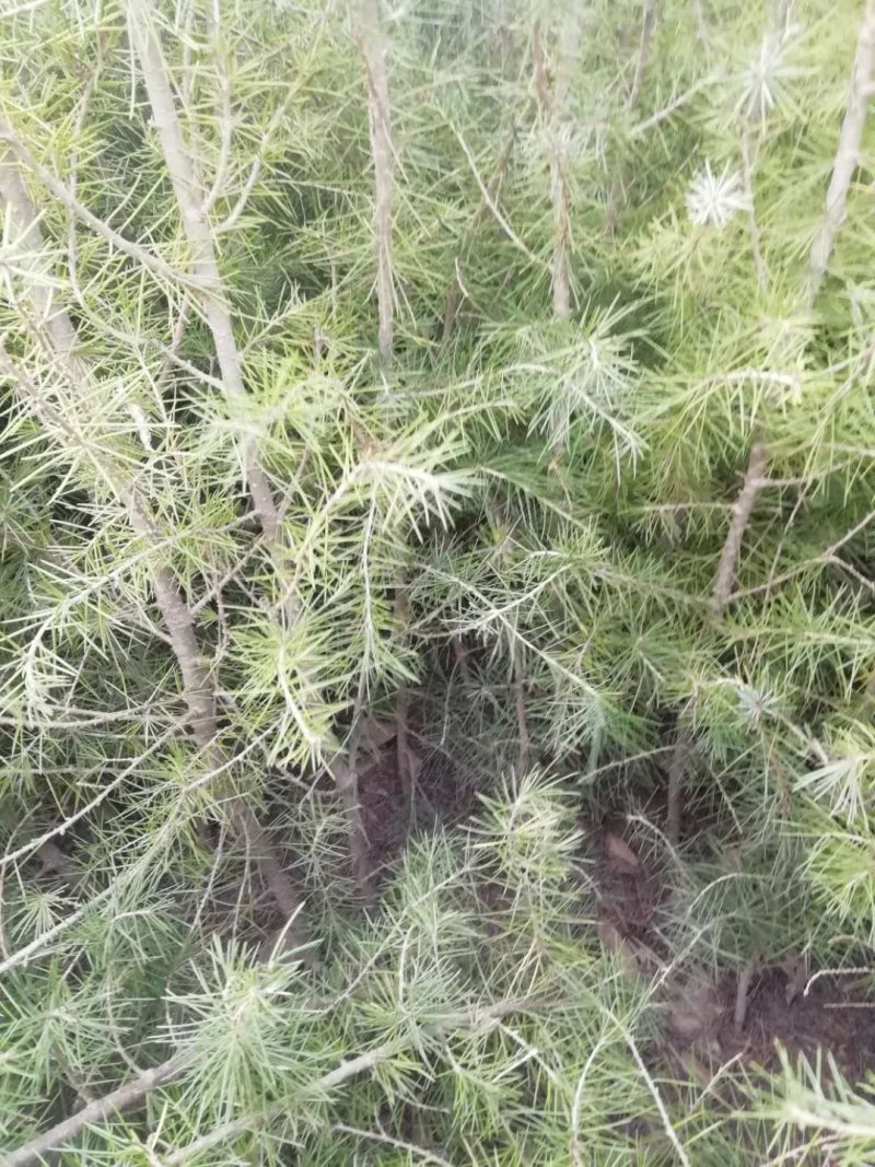 优质雪松袋苗。米径2分一3分一4分一5分一6分