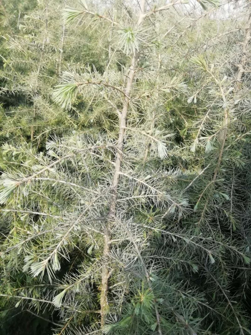 优质雪松袋苗。米径2分一3分一4分一5分一6分