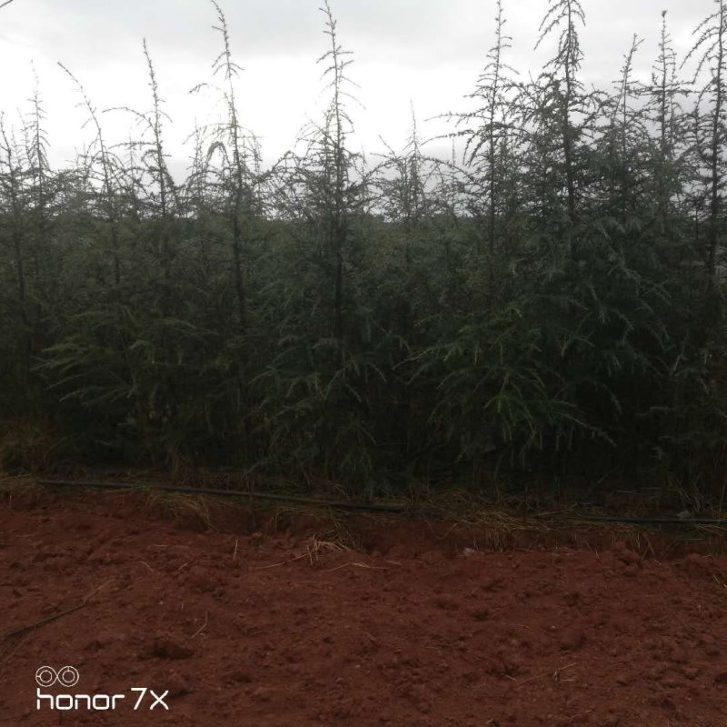 优质雪松袋苗。米径2分一3分一4分一5分一6分
