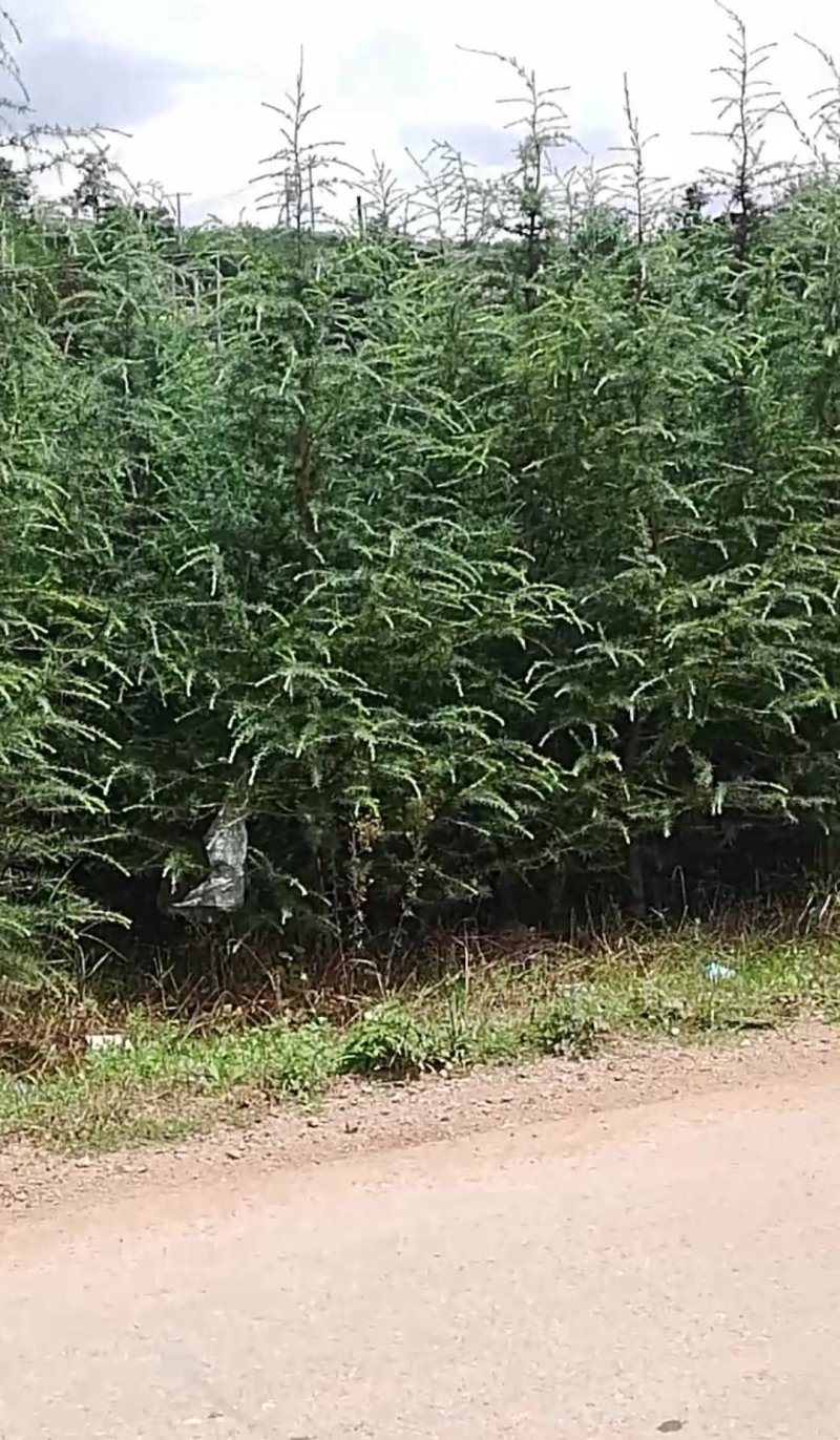 优质雪松袋苗。米径2分一3分一4分一5分一6分