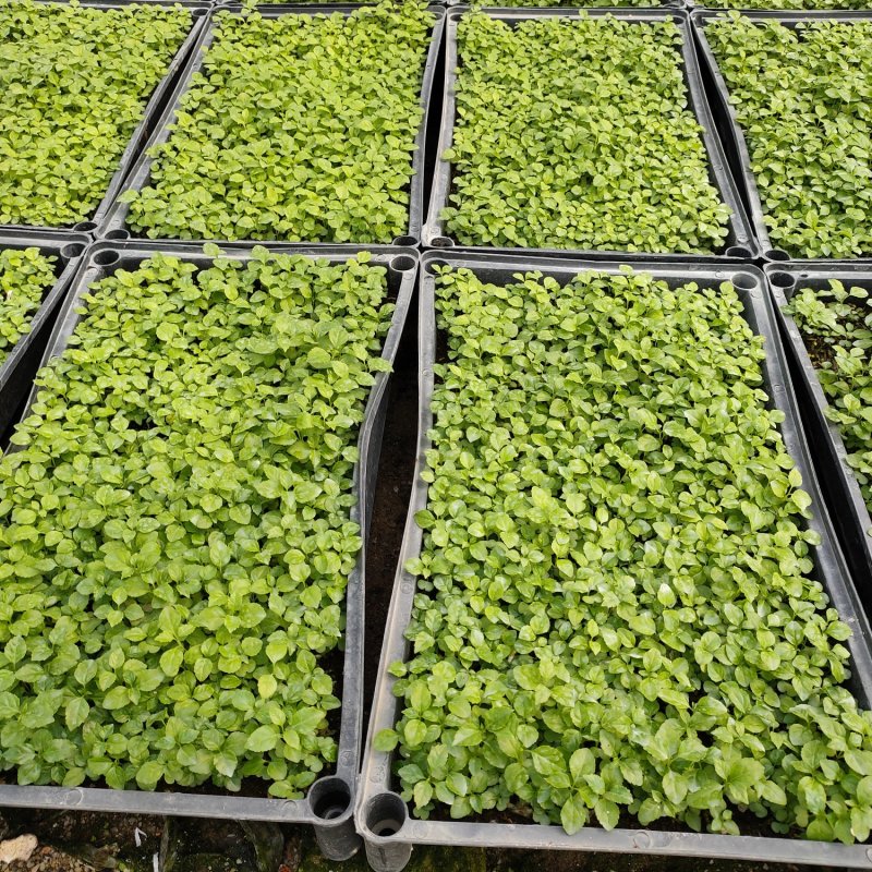 蓝花楹蓝雾树庭院园林绿化观花树种净化空气美观