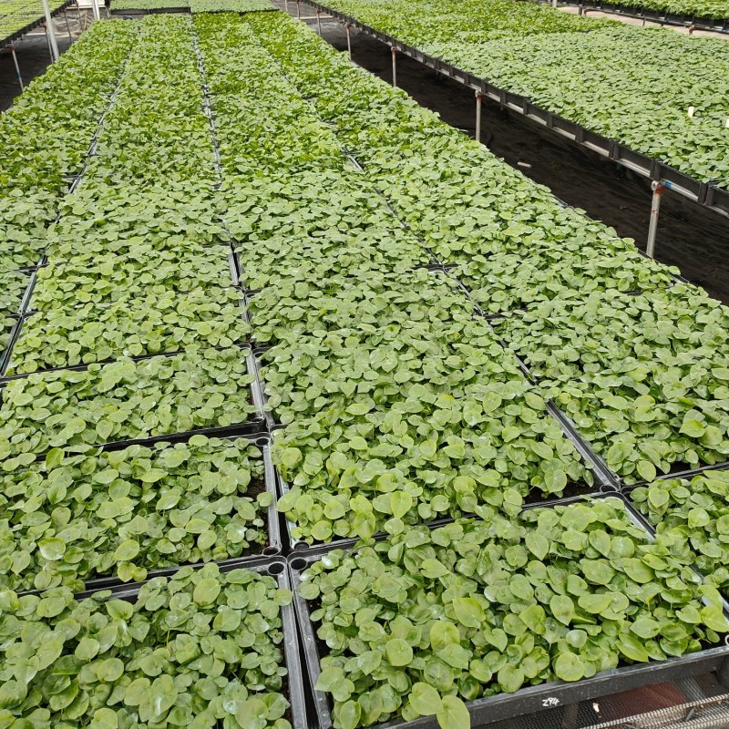 蓝花楹蓝雾树庭院园林绿化观花树种净化空气美观