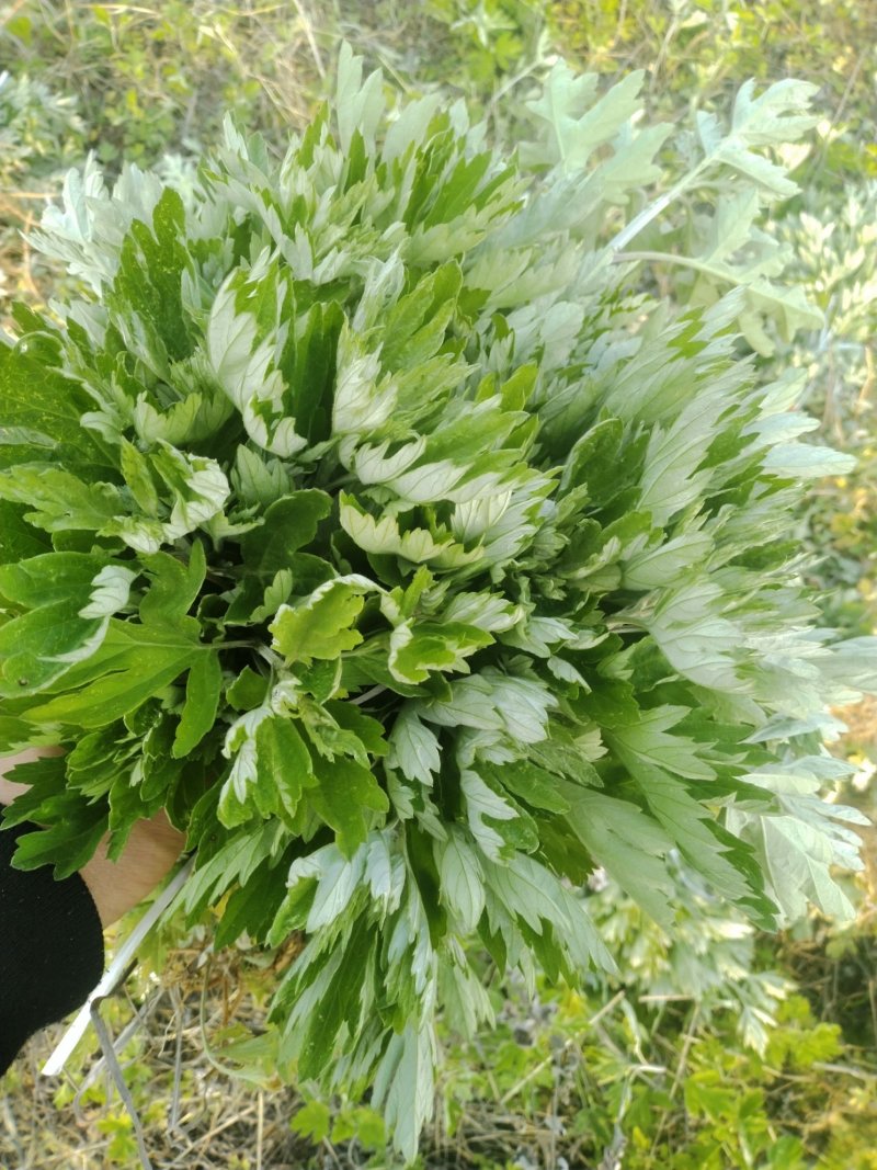端午艾草苗，大叶，出绒率高，量大，基地直供，包回收！