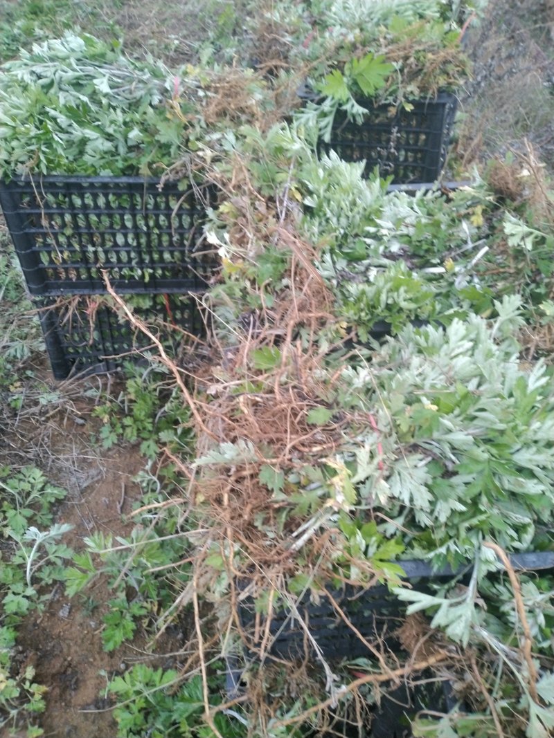 端午艾草苗，大叶，出绒率高，量大，基地直供，包回收！